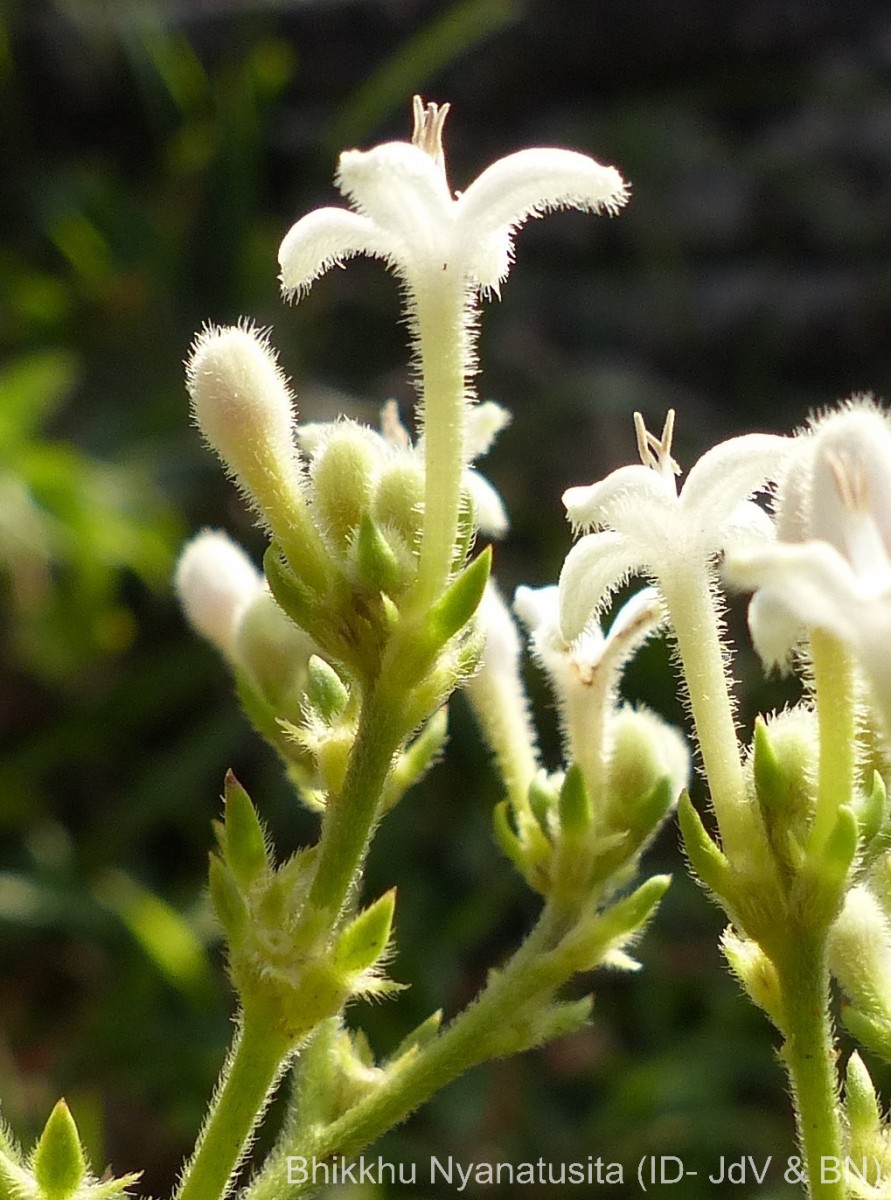Knoxia spicata (Thwaites ex Trimen) Ridsdale